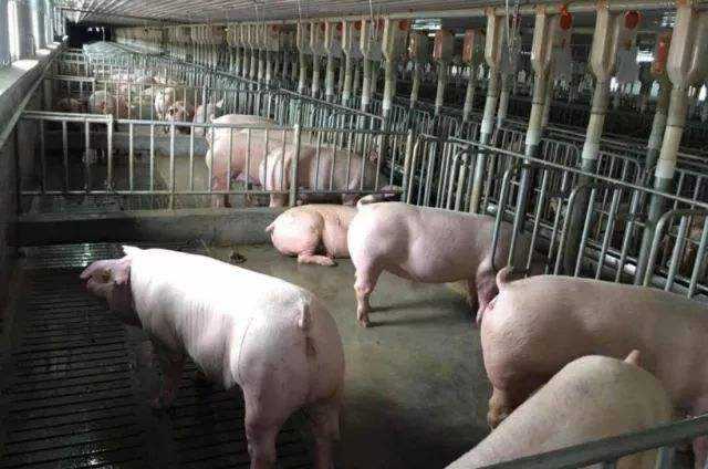 宜宾翠屏区德康农牧科技有限公司宜宾市翠屏区双谊镇双华村人头坡种猪场项目